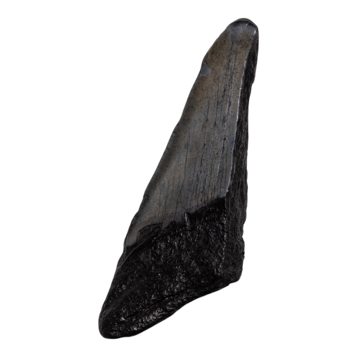 Real Megalodon Tooth - Half