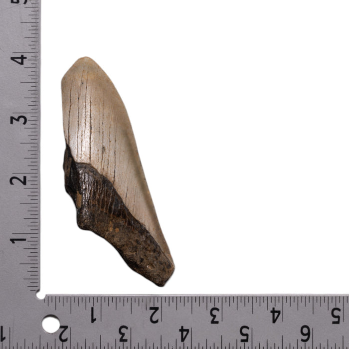 Real Megalodon Tooth - Half