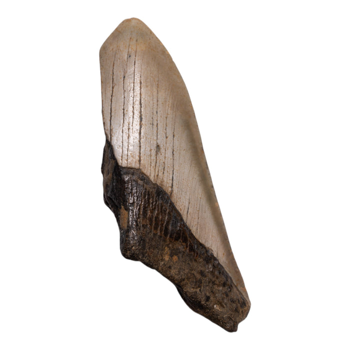 Real Megalodon Tooth - Half