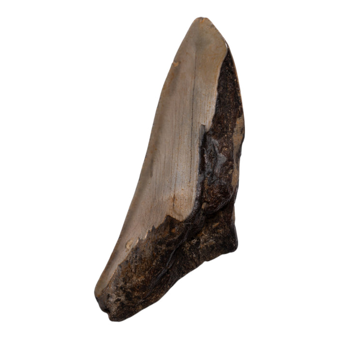 Real Megalodon Tooth - Half