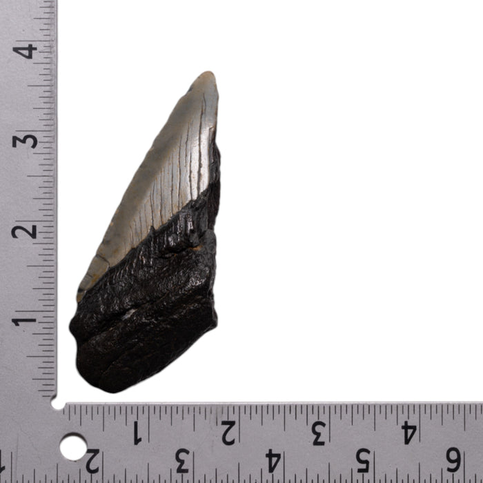 Real Megalodon Tooth - Half