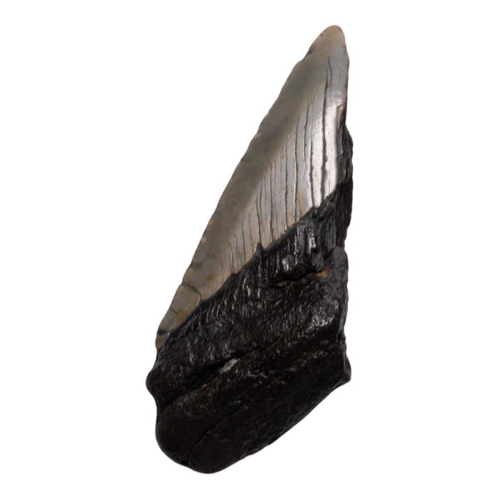 Real Megalodon Tooth - Half