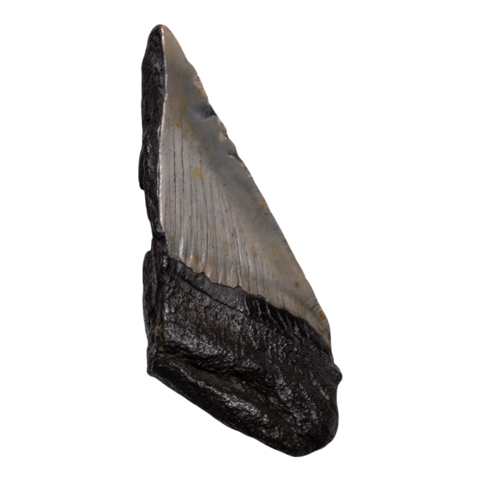 Real Megalodon Tooth - Half