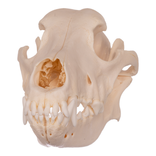 Real Domestic Dog Skull - German Shepherd