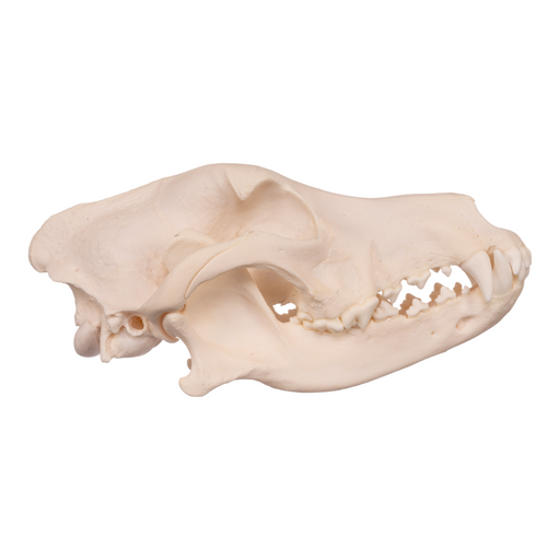 Real Domestic Dog Skull - German Shepherd