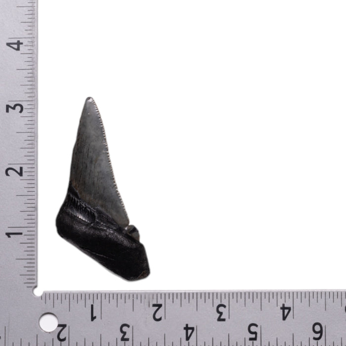 Real Megalodon Tooth - Half