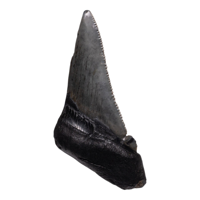 Real Megalodon Tooth - Half