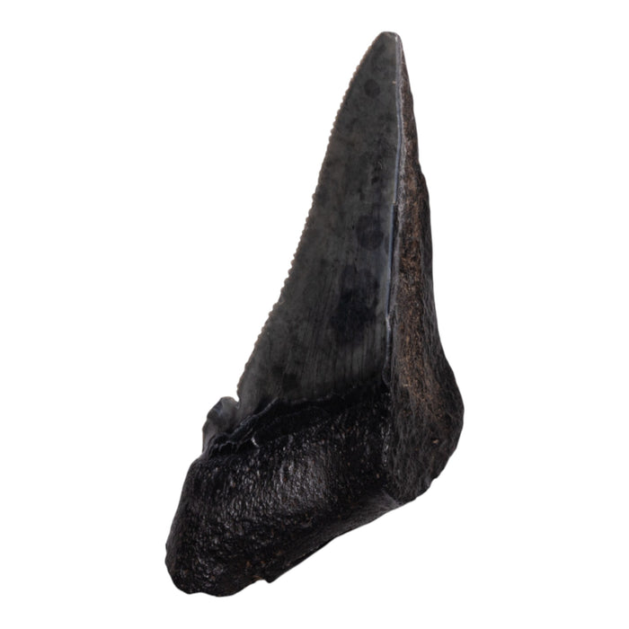 Real Megalodon Tooth - Half