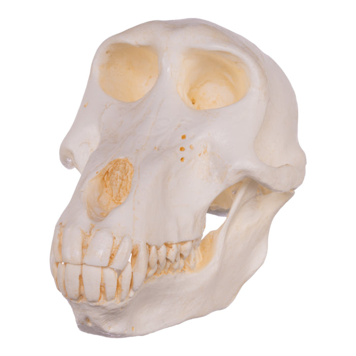 Replica Chacma Baboon Skull - Female