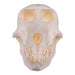 Replica Chacma Baboon Skull - Female