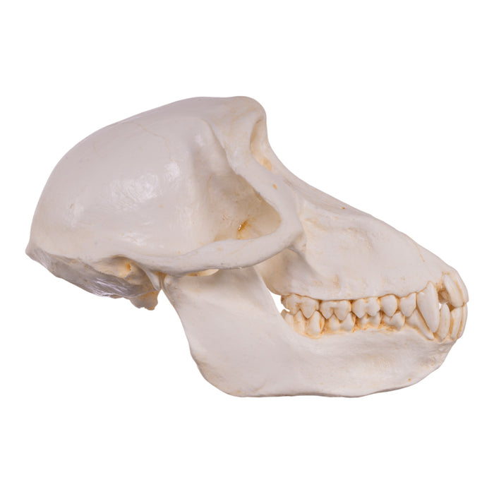 Replica Chacma Baboon Skull - Female