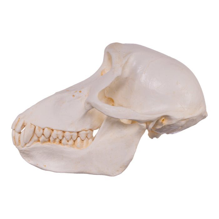 Replica Chacma Baboon Skull - Female