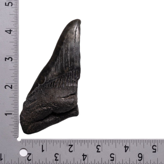 Real Megalodon Tooth - Half