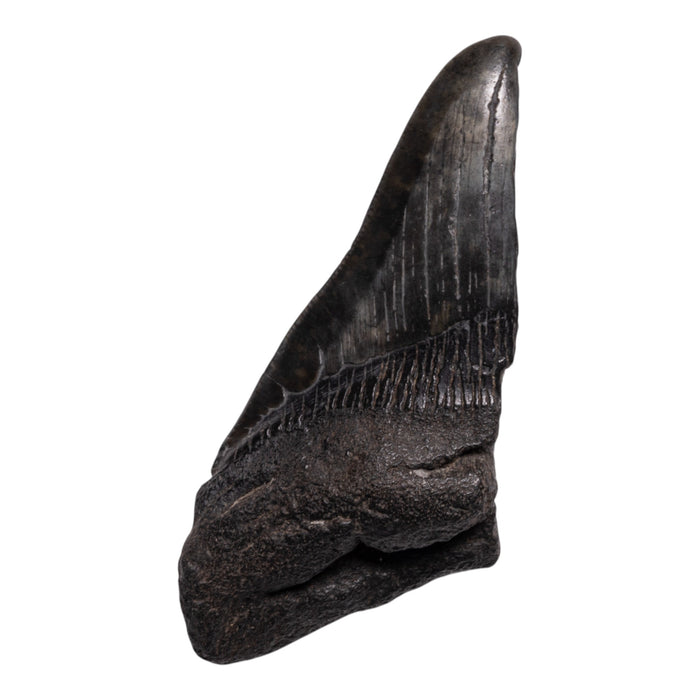 Real Megalodon Tooth - Half