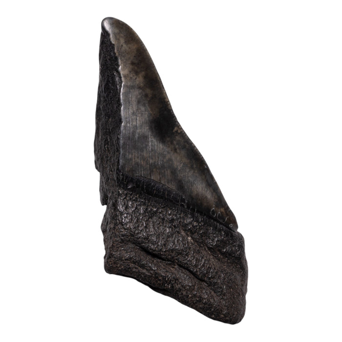 Real Megalodon Tooth - Half