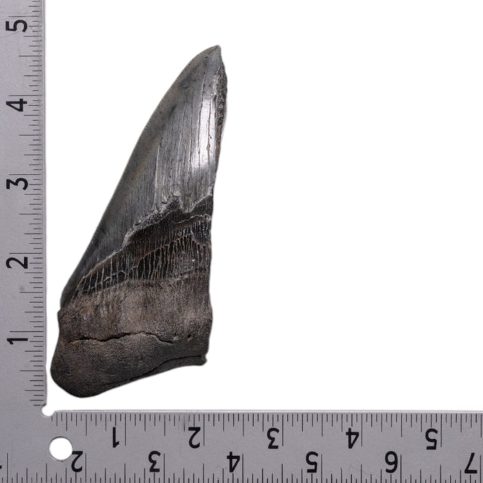 Real Megalodon Tooth - Half