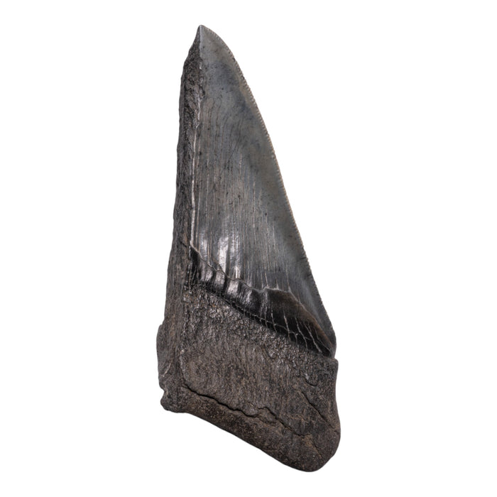 Real Megalodon Tooth - Half