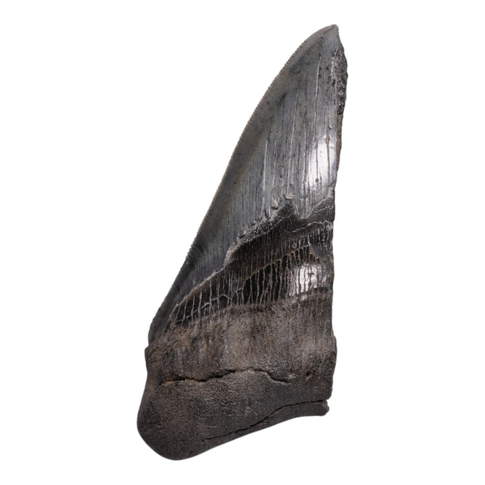 Real Megalodon Tooth - Half