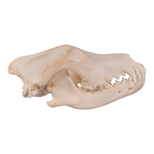 Real Gray Wolf Skull