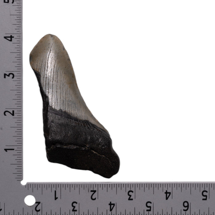 Real Megalodon Tooth - Half