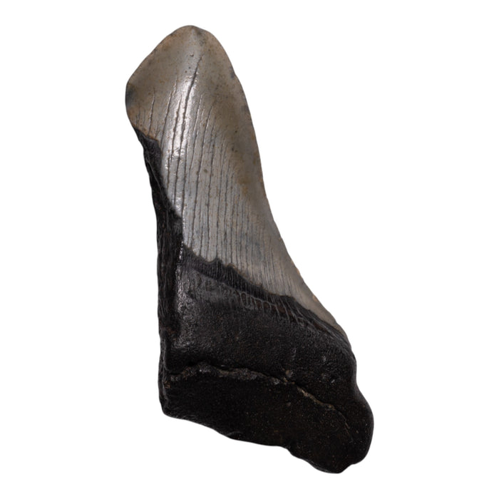 Real Megalodon Tooth - Half