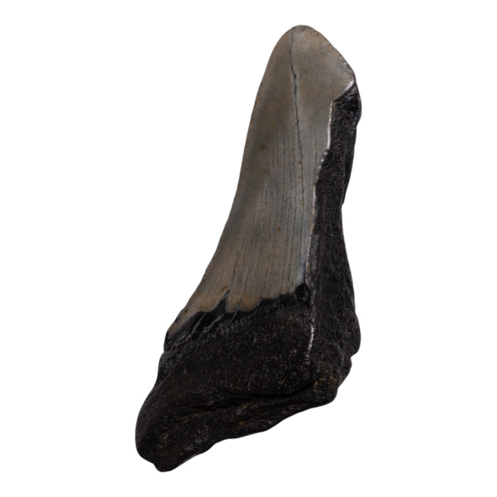 Real Megalodon Tooth - Half