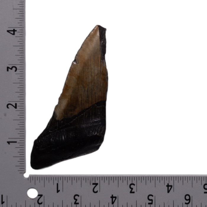 Real Megalodon Tooth - Half