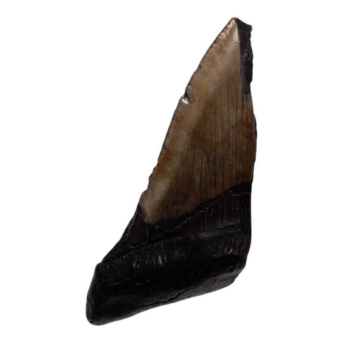 Real Megalodon Tooth - Half