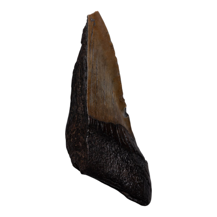 Real Megalodon Tooth - Half