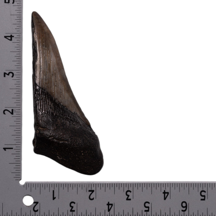 Real Megalodon Tooth - Half