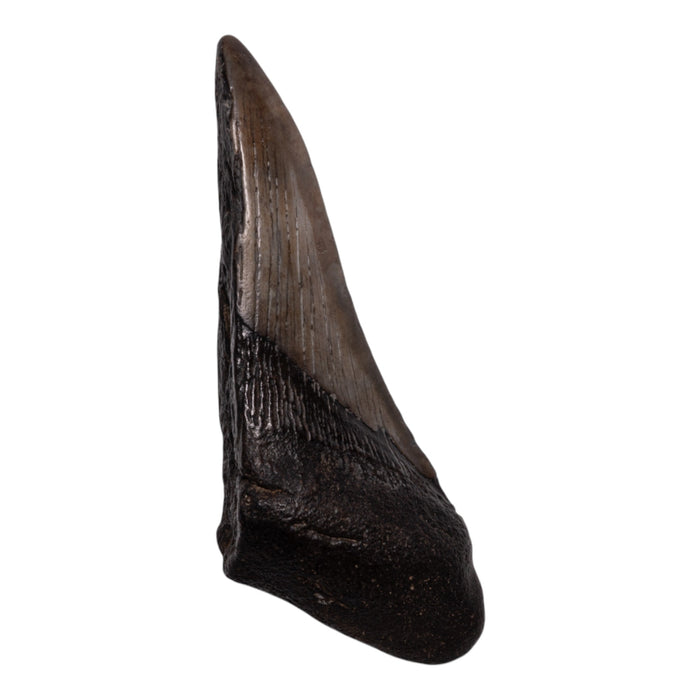 Real Megalodon Tooth - Half