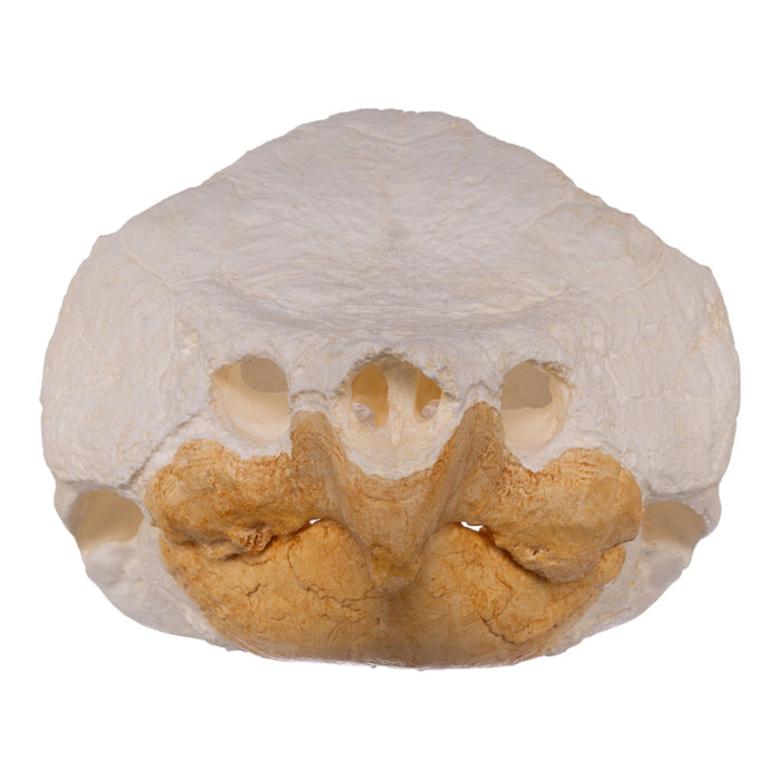 Replica Alligator Snapping Turtle Skull