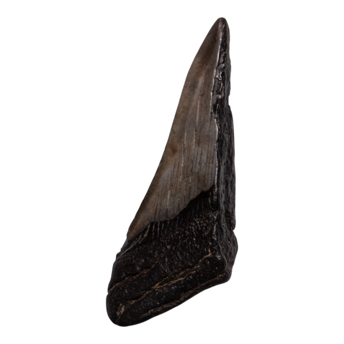 Real Megalodon Tooth - Half