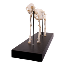 Real Domestic Cat Skeleton by Skulls Unlimited For Sale — Skulls ...