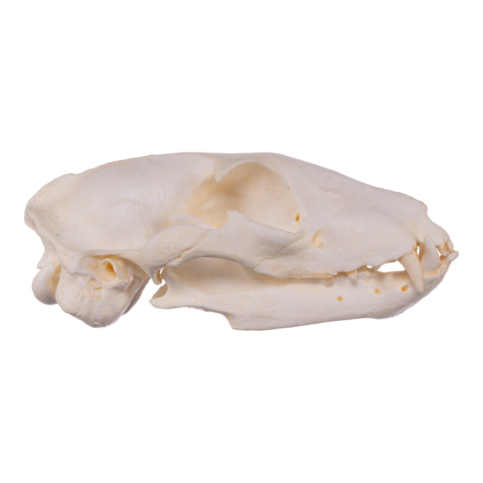 Replica Aardwolf Skull