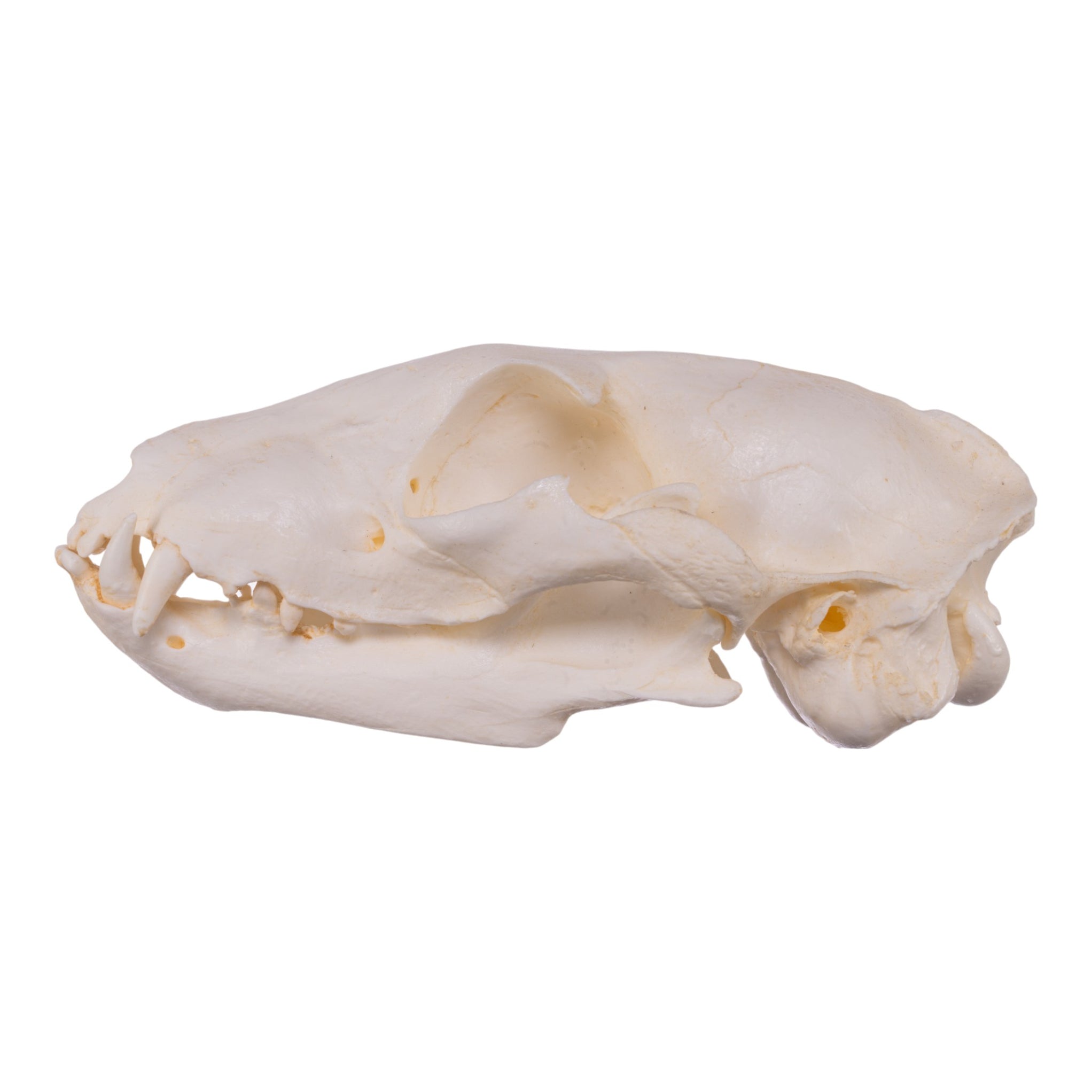 Replica Aardwolf Skull For Sale — Skulls Unlimited International, Inc.