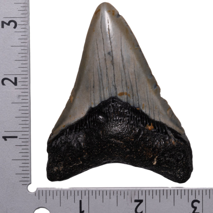 Real Megalodon Tooth