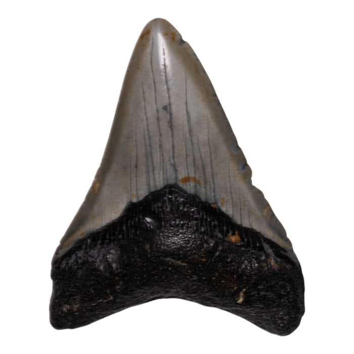 Real Megalodon Tooth