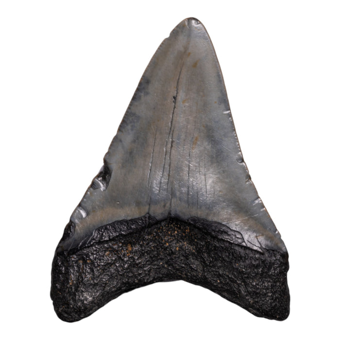 Real Megalodon Tooth