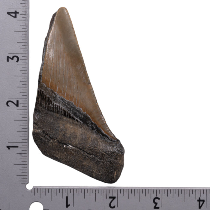 Real Megalodon Tooth - Half