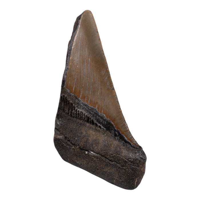 Real Megalodon Tooth - Half