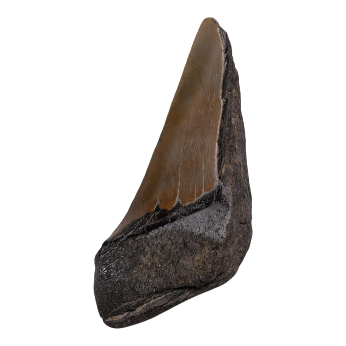 Real Megalodon Tooth - Half