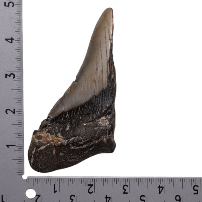 Real Megalodon Tooth - Half