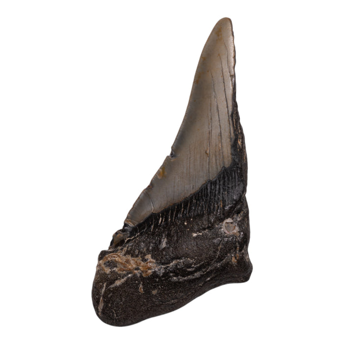 Real Megalodon Tooth - Half