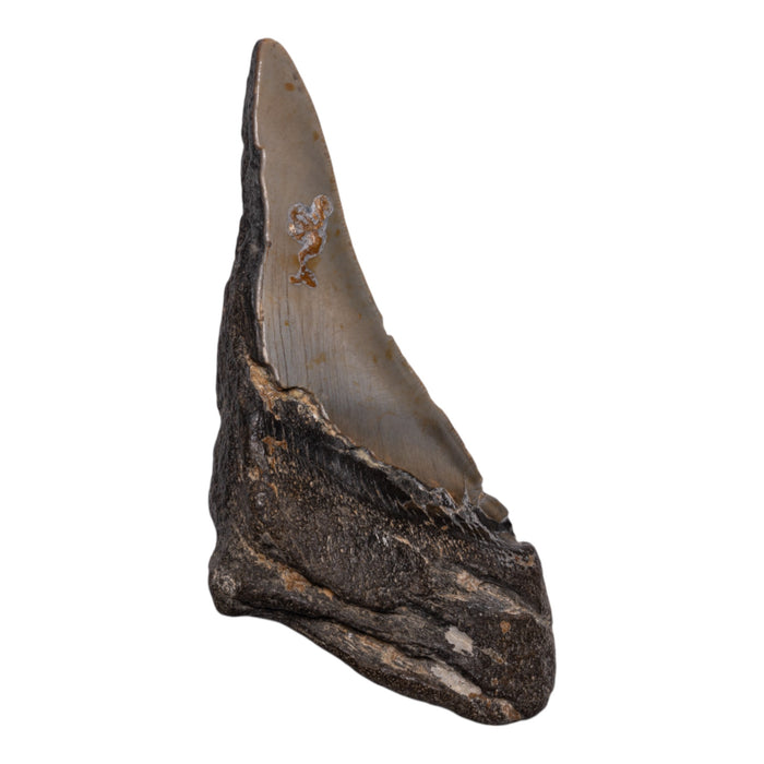 Real Megalodon Tooth - Half