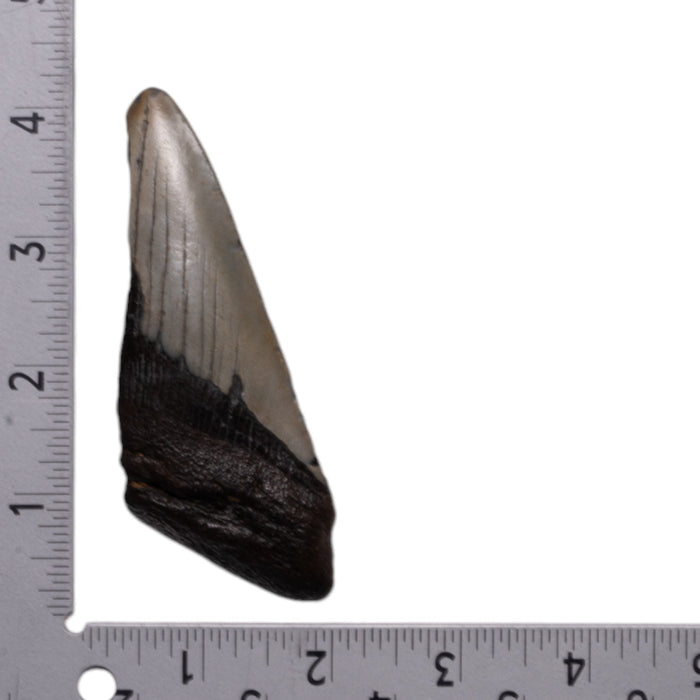 Real Megalodon Tooth - Half