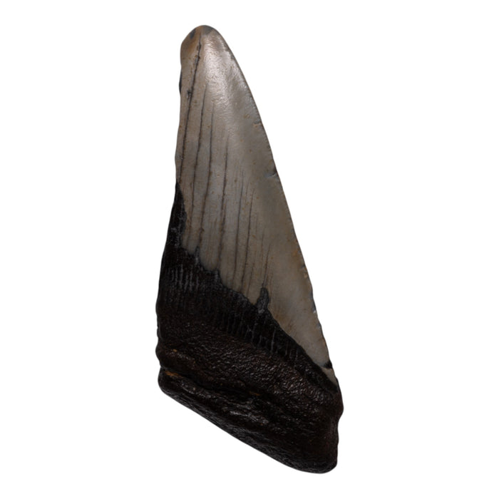 Real Megalodon Tooth - Half