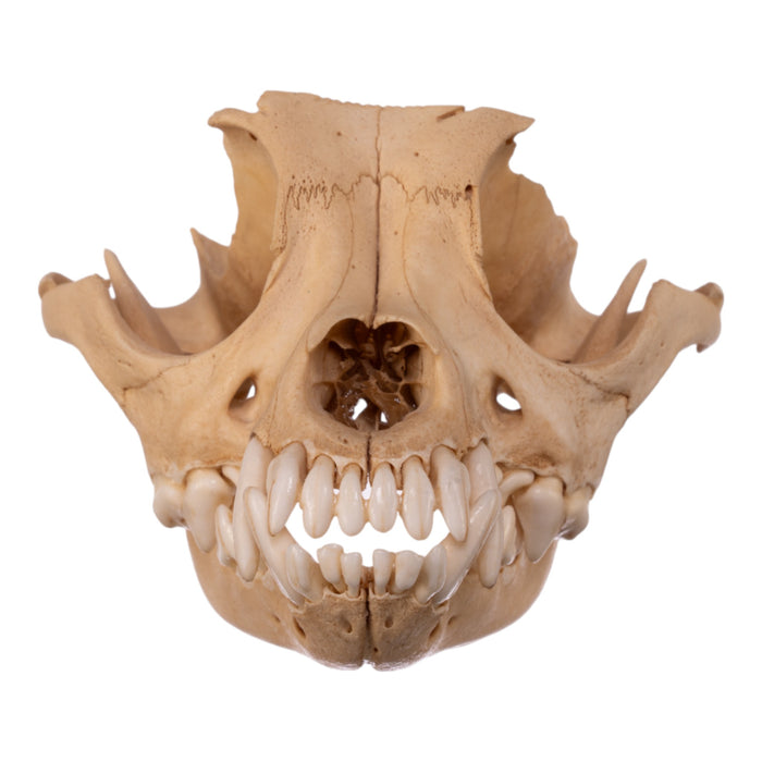 Real Domestic Dog Skull - Chihuahua Mix (Partial)