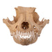 Real Domestic Dog Skull - Chihuahua Mix (Partial)