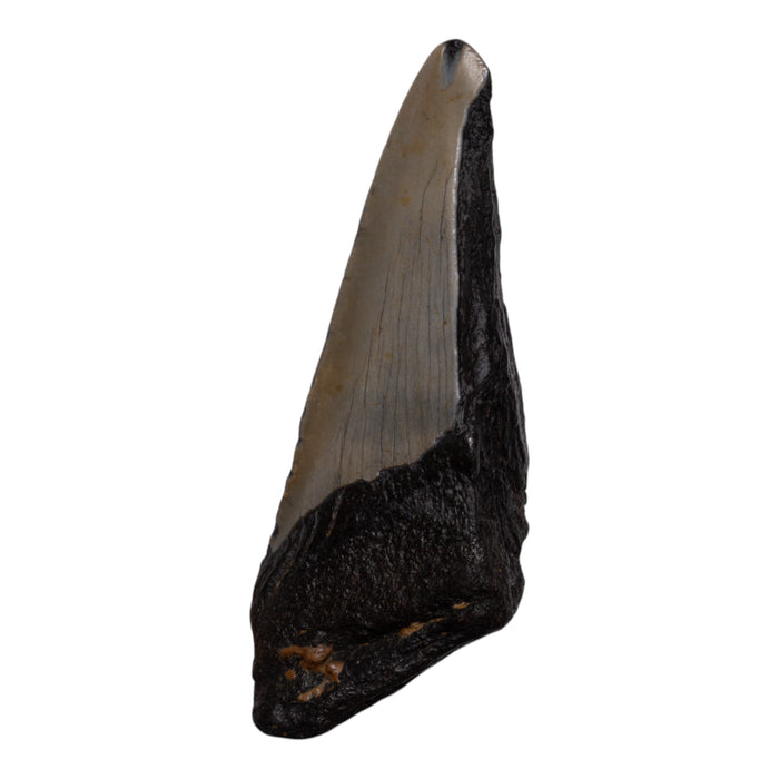 Real Megalodon Tooth - Half